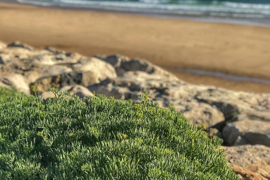 plage figueirette